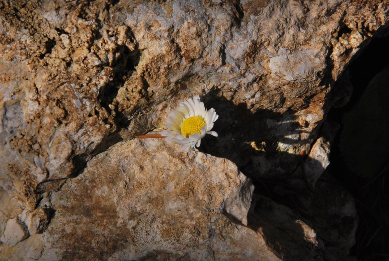 Pokoje Goscinne U Grazyny Ojcow المظهر الخارجي الصورة